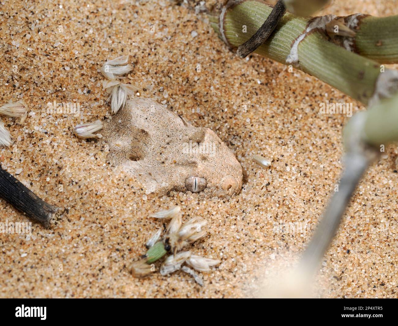 Horned Adder (Bitis caudalis) versteckt sich im Sand mit nur dem Kopf sichtbar, Namibia, Januar Stockfoto