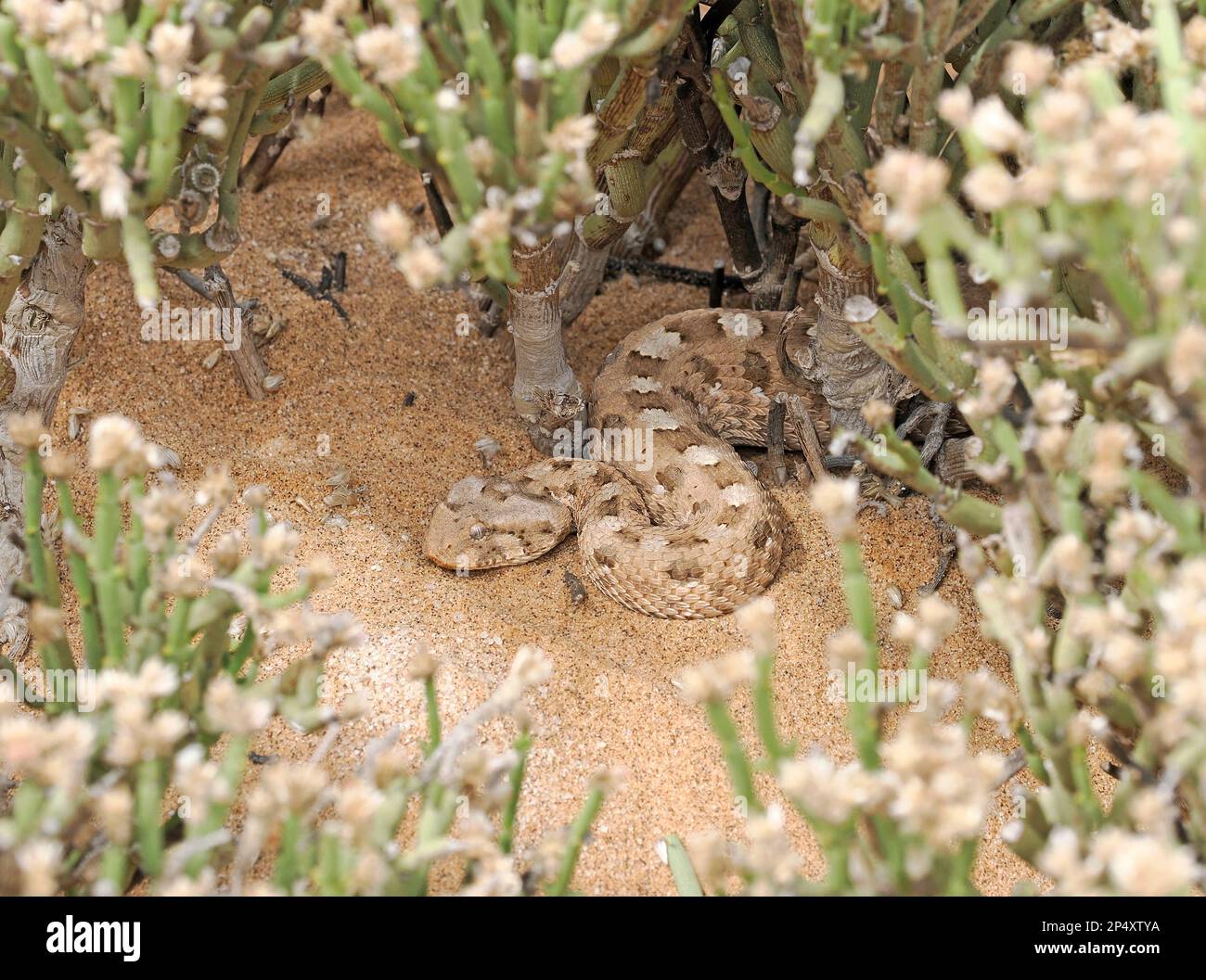Horned Adder Snake (Bitis caudalis) in der Vegetation der Sanddünen, Namibia, Januar Stockfoto