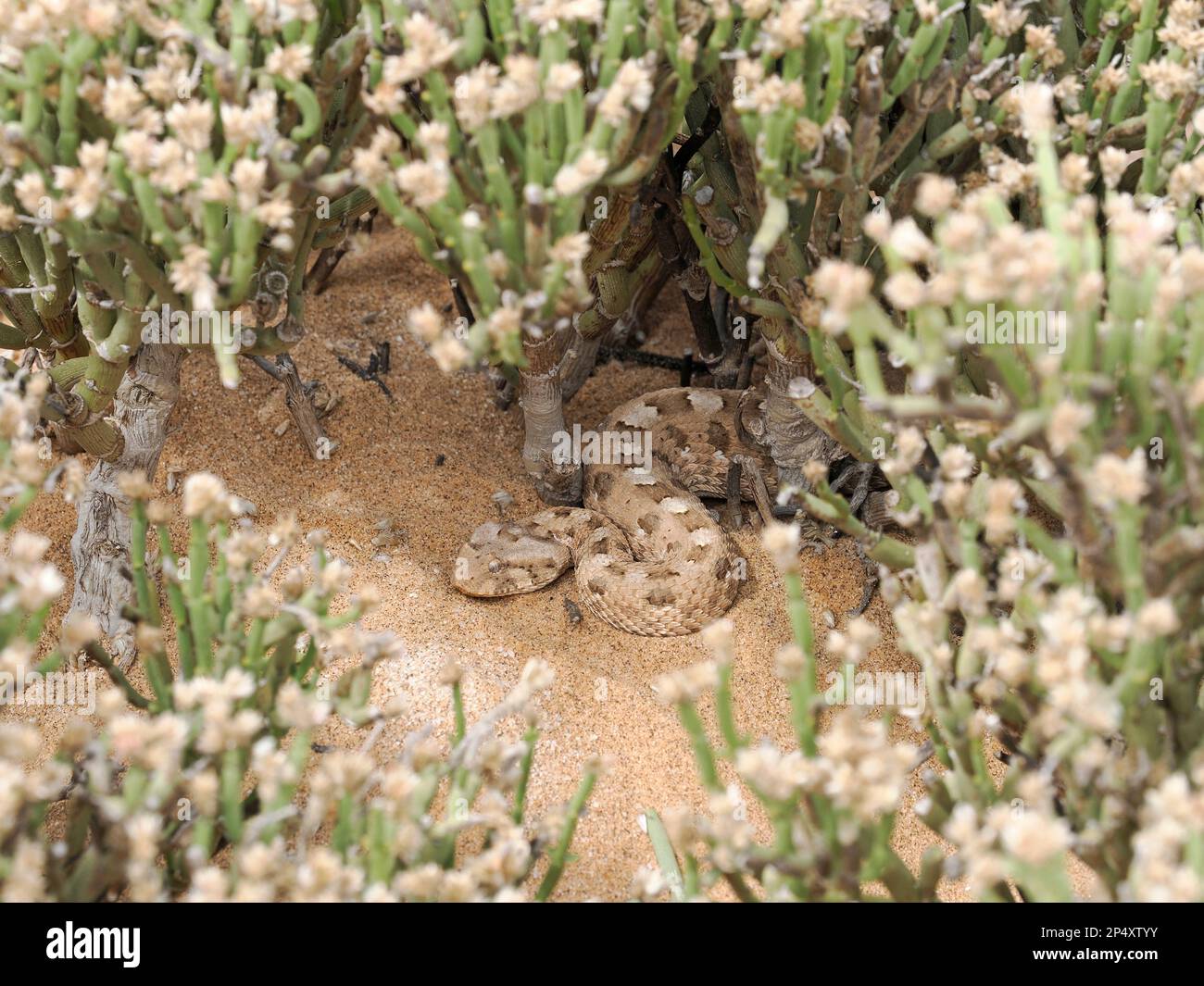 Horned Adder (Bitis caudalis) Schlange versteckt in Sanddünen Vegetation, Namibia, Januar Stockfoto