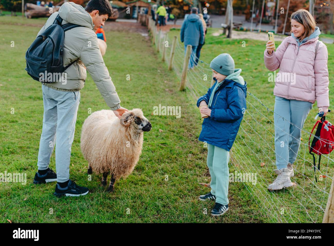 Ein Weißer, der auf einer Farm einen Rammbock füttert. RAM isst Getreidekörner aus den Händen eines Kindes. Stockfoto