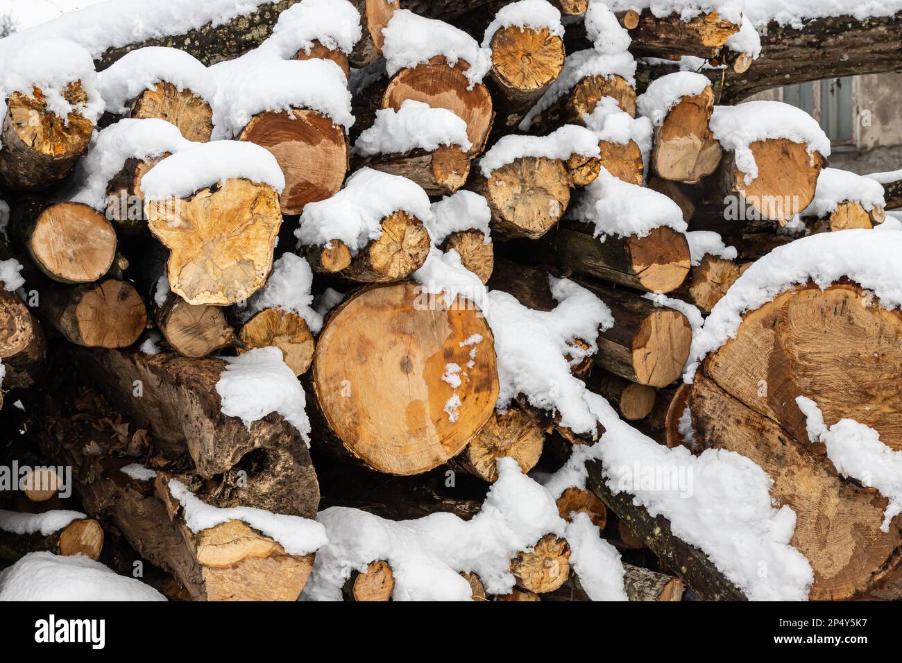 Schneebedecktes Brennholz. Holzstapel geschnitten. Schnee auf dem Holzstapel. Holzlager unter Schnee. Stockfoto