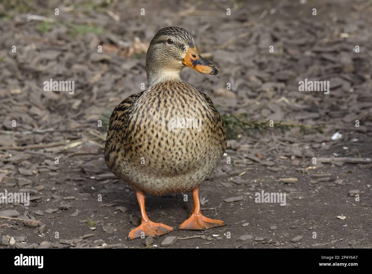 Nahaufnahme Porträt einer weiblichen Stockenten (Anas platyrhynchos) mit Kopf rechts vom Bild, aufgenommen in Großbritannien im Februar Stockfoto