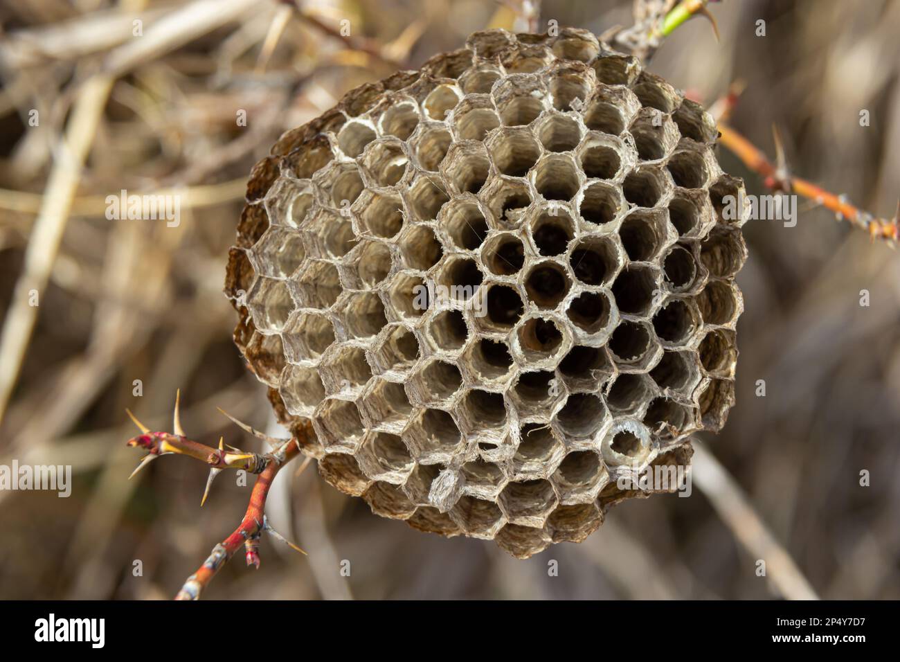 Verlassenes Wespennest auf trockenem Gras in Wiesen. Stockfoto