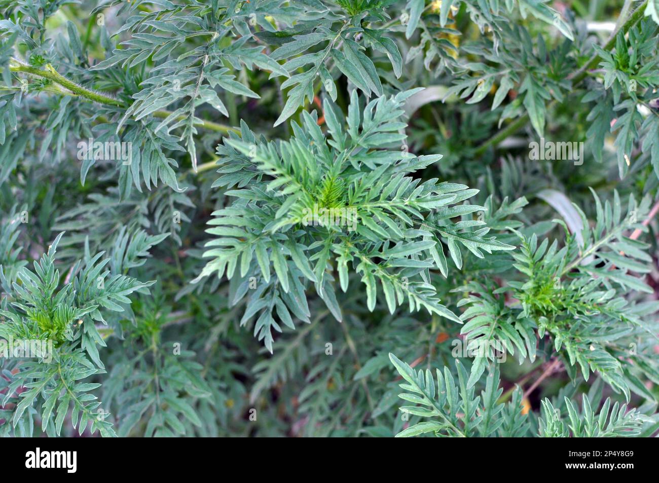 Im Sommer wächst Ragweed (Ambrosia artemisiifolia) in freier Wildbahn Stockfoto