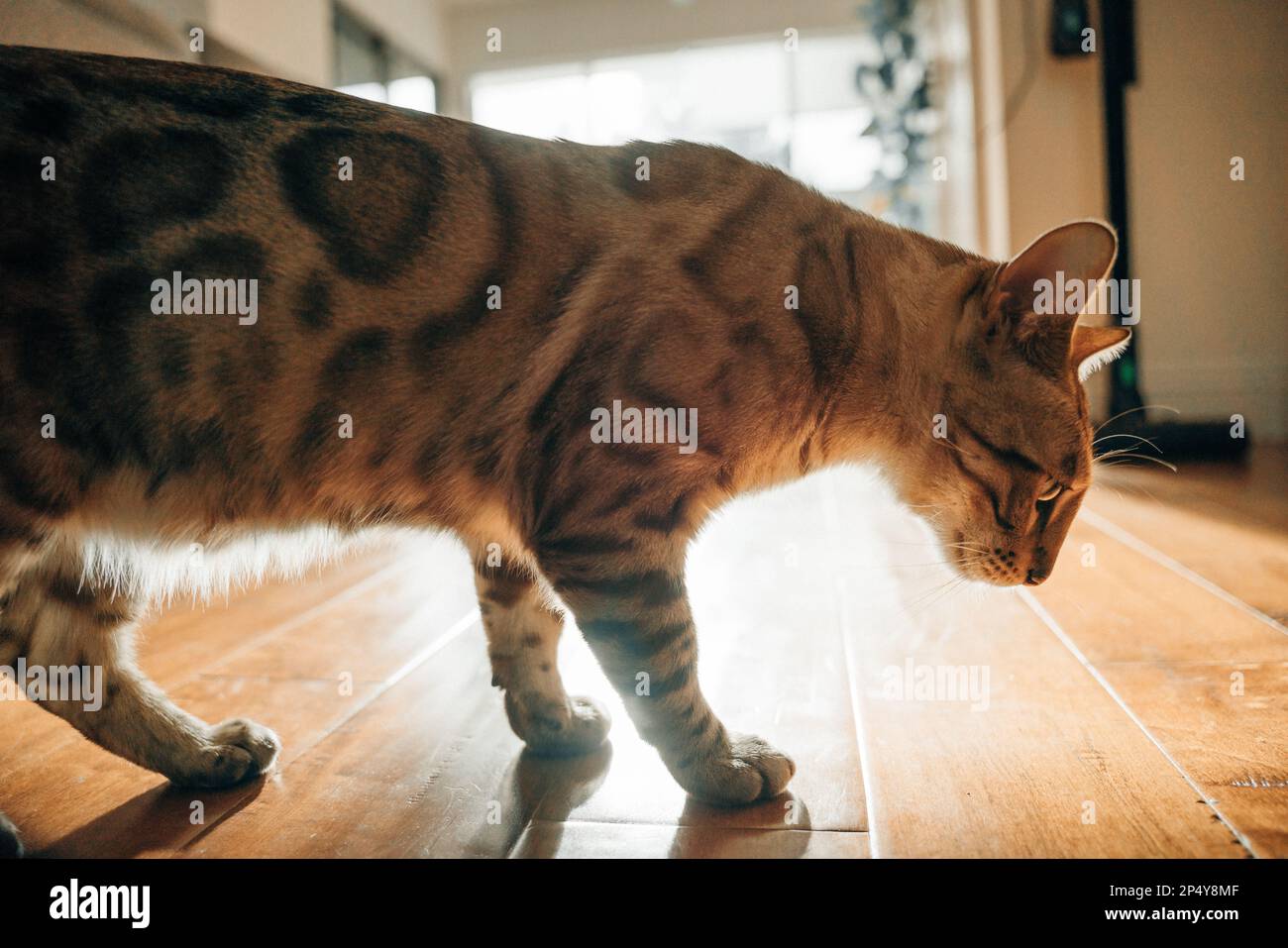 Wunderschöne, stilvolle bengalische Katze. Tierporträt. Verspielte Katze. Die bengalische Katze liegt auf dem Boden. Stockfoto