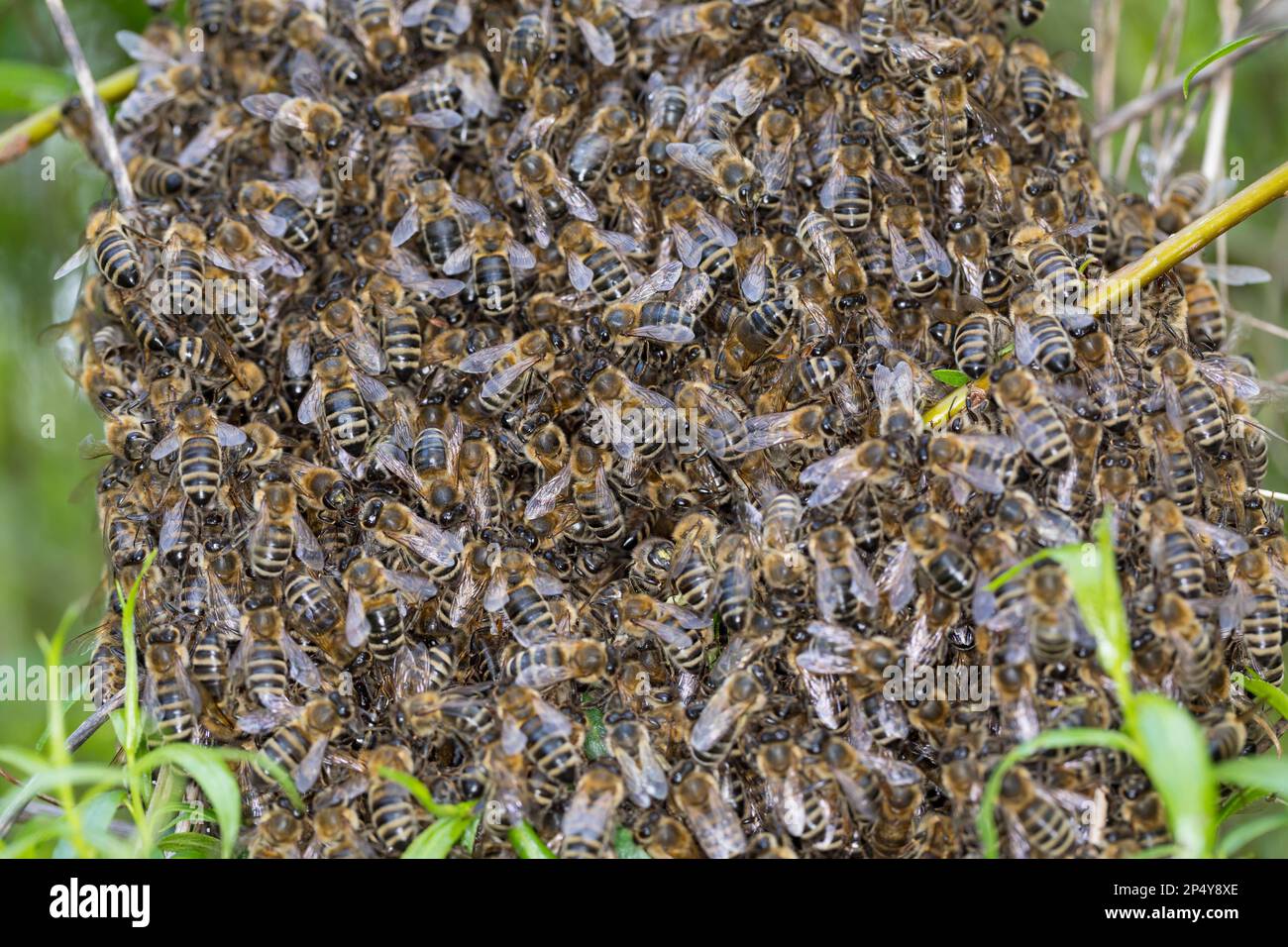 Honigbiene, Bienenschwarm, Schwarm, Volk schwärmt aus, Bienenvolk, Honig-Biene, Europäische Honigbiene, Westliche Honigbiene, Biene, Bienen, APIs-Mell Stockfoto