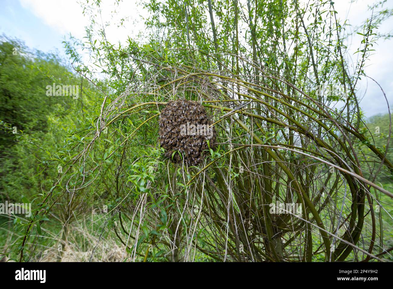 Honigbiene, Bienenschwarm, Schwarm, Volk schwärmt aus, Bienenvolk, Honig-Biene, Europäische Honigbiene, Westliche Honigbiene, Biene, Bienen, APIs-Mell Stockfoto