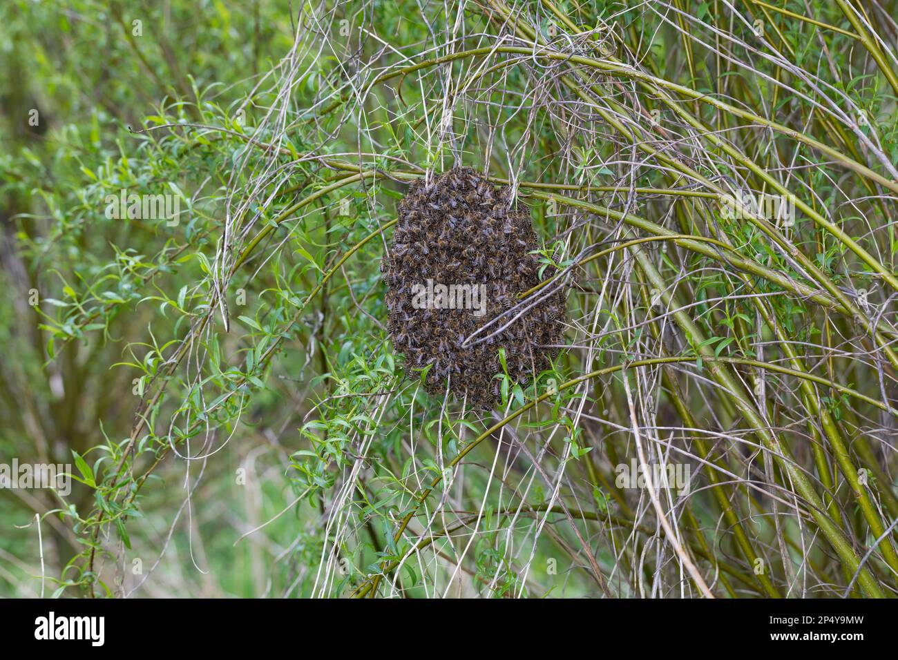 Honigbiene, Bienenschwarm, Schwarm, Volk schwärmt aus, Bienenvolk, Honig-Biene, Europäische Honigbiene, Westliche Honigbiene, Biene, Bienen, APIs-Mell Stockfoto