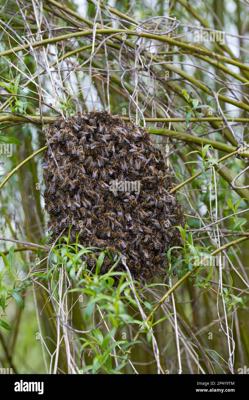 Honigbiene, Bienenschwarm, Schwarm, Volk schwärmt aus, Bienenvolk, Honig-Biene, Europäische Honigbiene, Westliche Honigbiene, Biene, Bienen, APIs-Mell Stockfoto