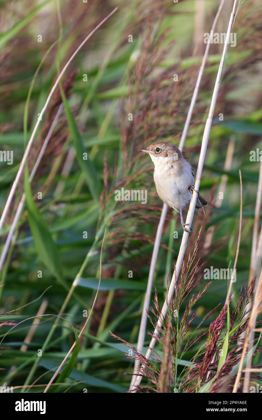 Seezunge (Sylvia communis) in Schilf auf Juist, Ostfriesische Inseln, Deutschland. Stockfoto