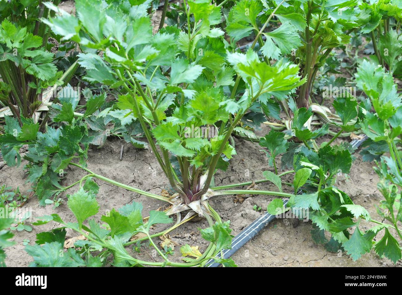 Sellerie wächst in offenem organischem Boden im Garten Stockfoto