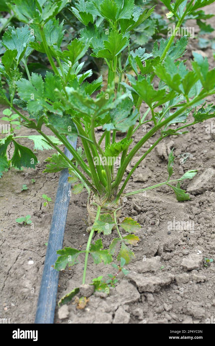 Sellerie wächst in offenem organischem Boden im Garten Stockfoto