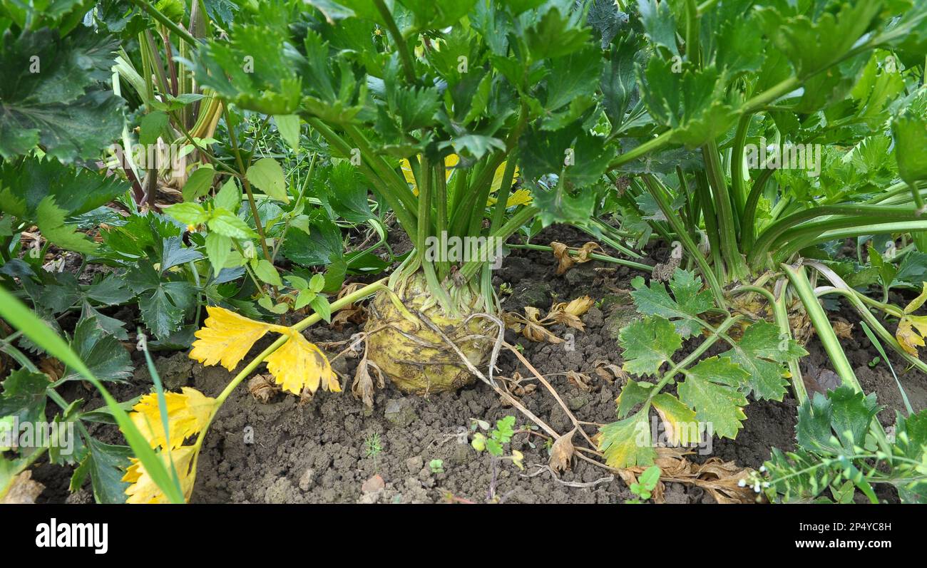 Sellerie wächst in offenem organischem Boden im Garten Stockfoto