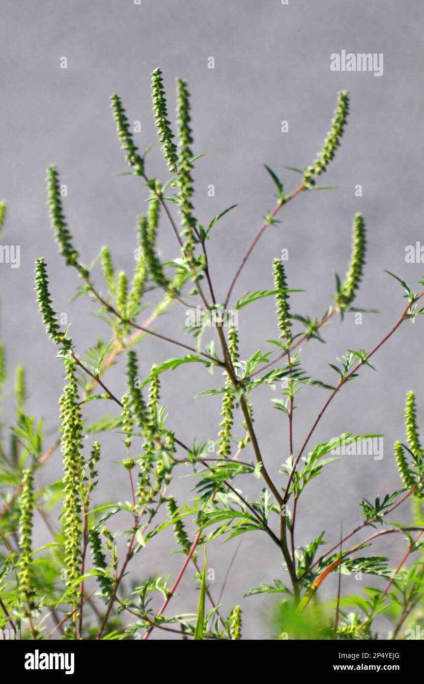 Im Sommer wächst Ragweed (Ambrosia artemisiifolia) in freier Wildbahn Stockfoto