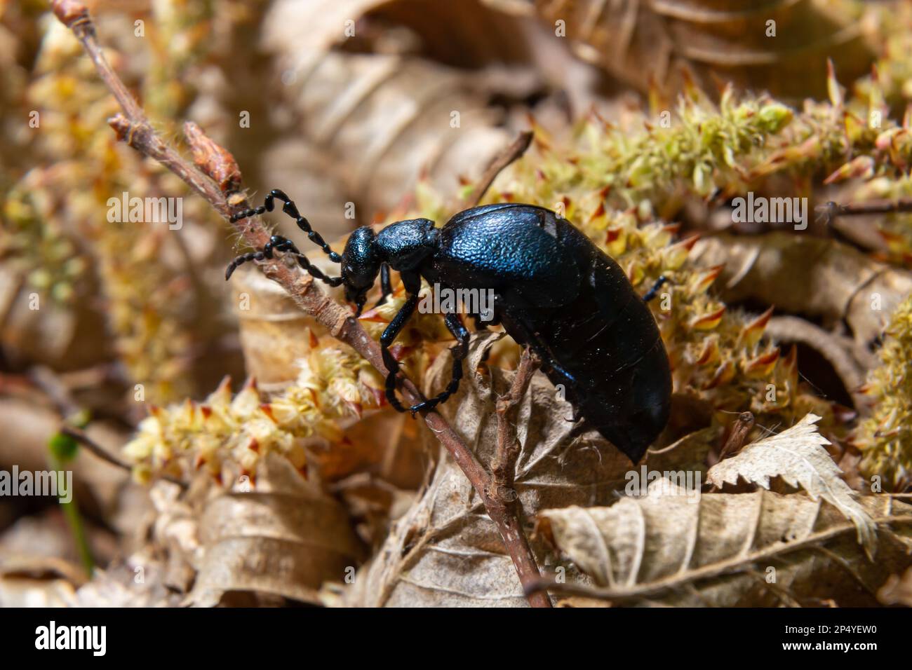 Der violette Ölkäfer Meloe violaceus ist eine Art Ölkäfer, die zur Familie Meloidae gehört. Diese Käfer sind in den meisten Teilen Europas, in EA, zu finden Stockfoto