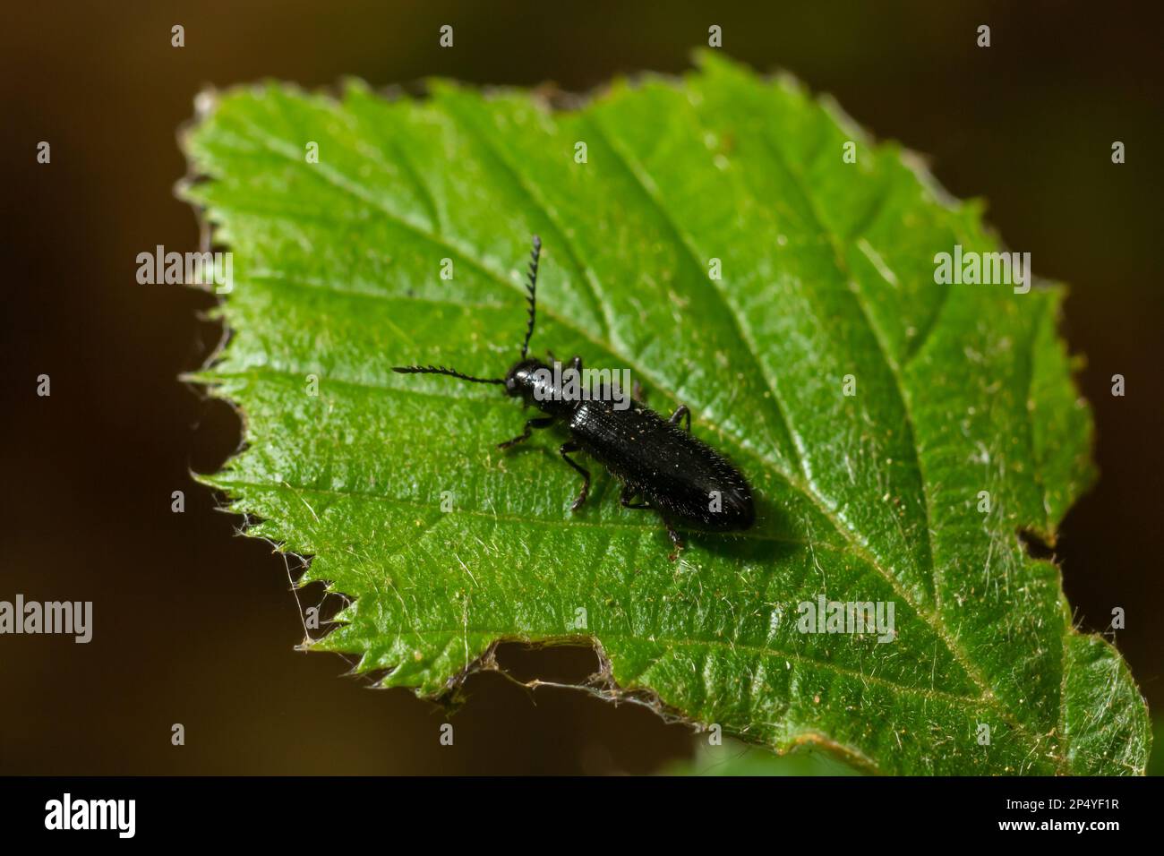 Nahaufnahme von Malachitenkäfer, Malachius bipustulatus, Familie weicher Blumenkäfer, Melyridae, auf einem Blatt. Holländischer Garten. Frühling, Mai. Stockfoto