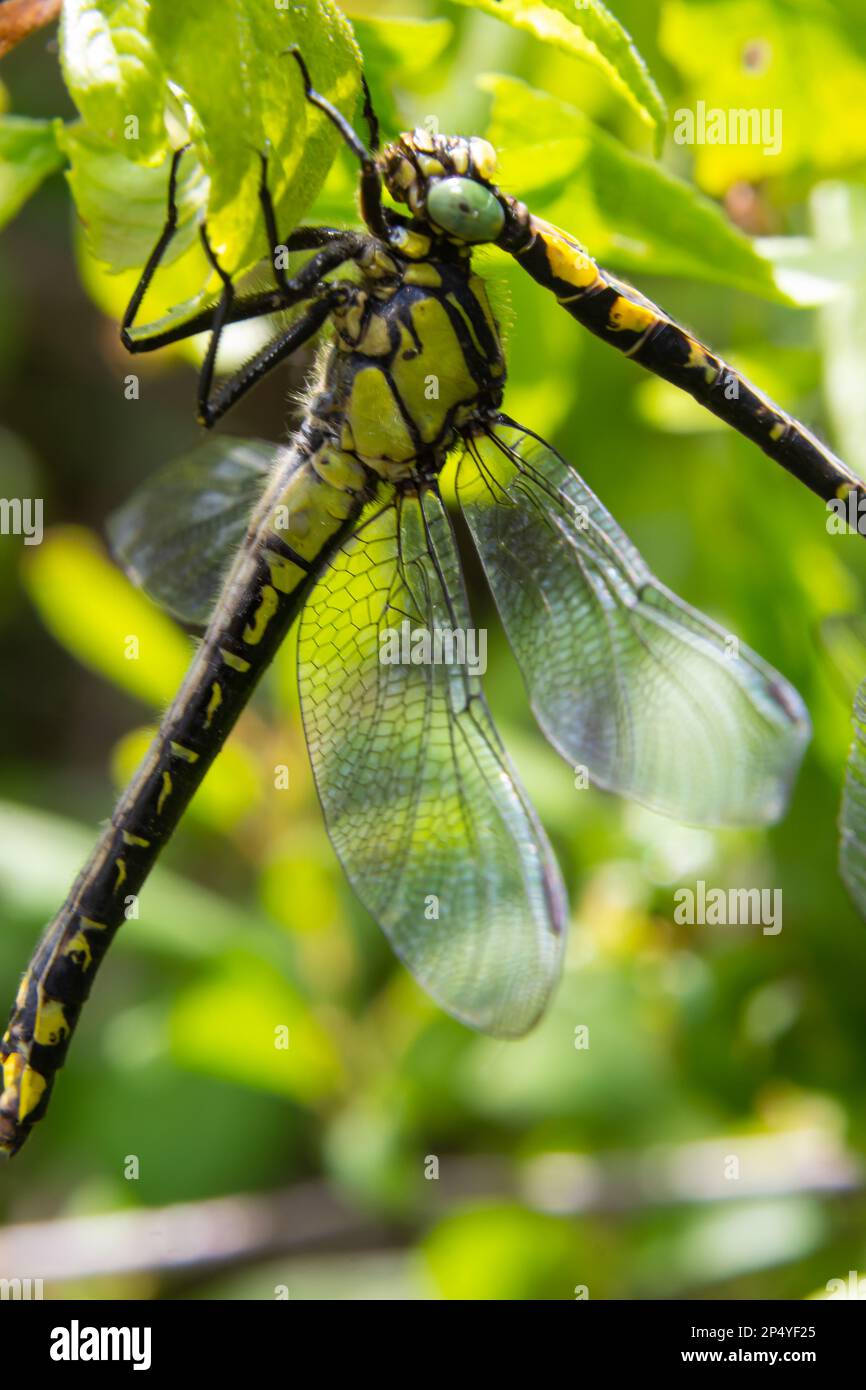 Zwei Libellen Gomphus vulgatissimus paaren sich, Sommer, sonniger Tag, natürliche Umgebung. Stockfoto