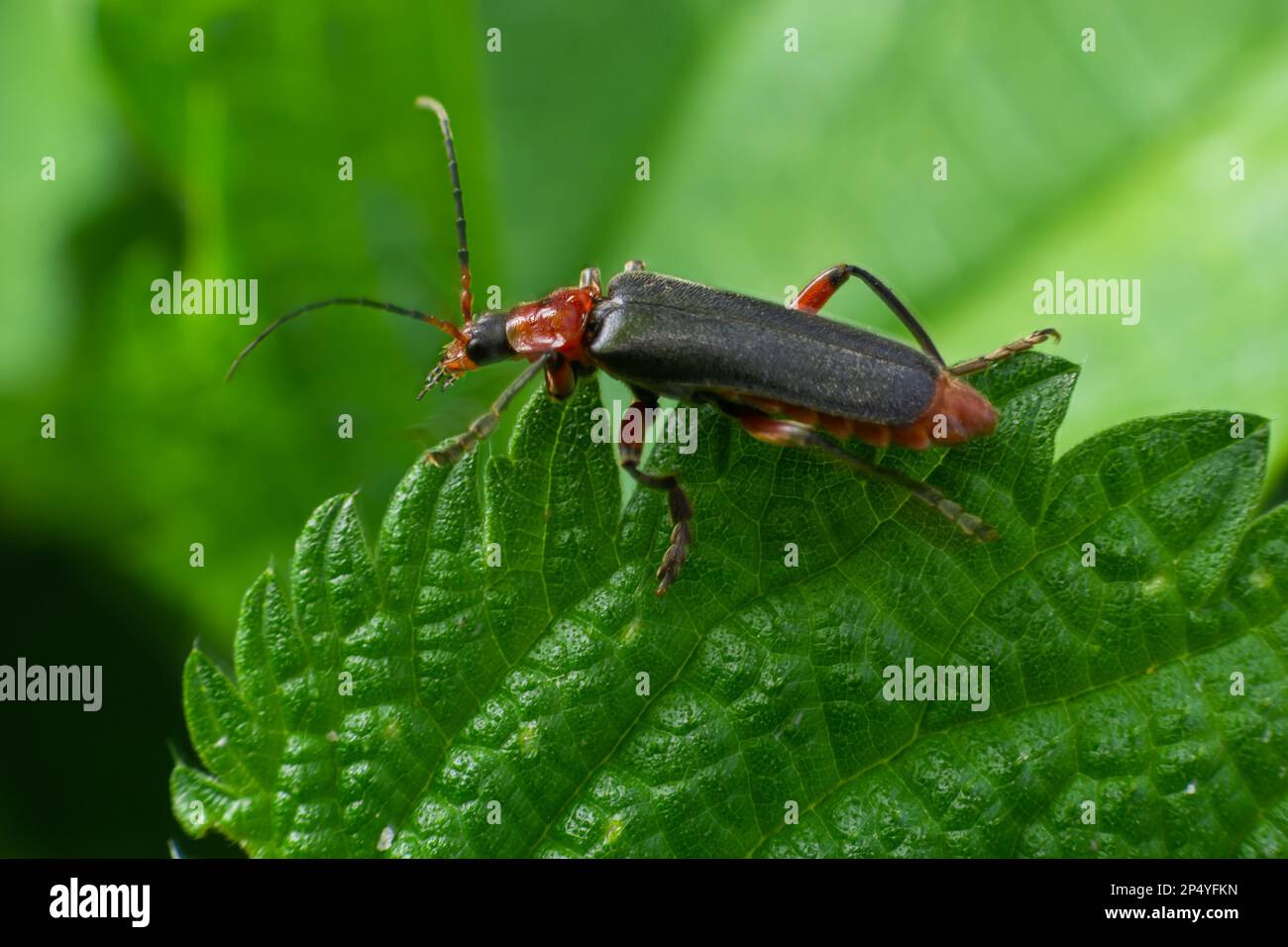 Der Beetle cantharis fusca sitzt im Frühsommer auf einem Grasblatt. Stockfoto
