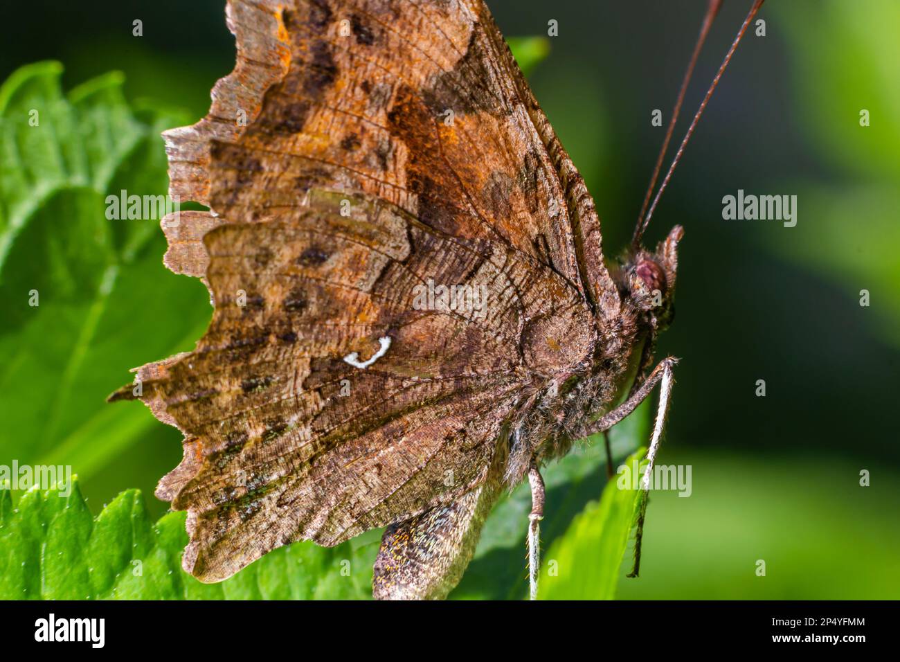 Polygonia c-Album, das Komma, ist eine Lebensmittelgeneralistin, polyphagöse Schmetterlingsart, die zur Familie der Nymphalidae gehört. Stockfoto