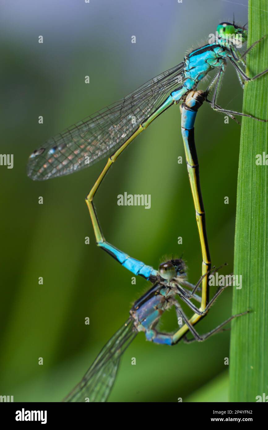 Zwei Libellen Zygoptera Mate, Odonata ist ein Orden fleischfressender Insekten, die die Libellen, Anisoptera, und die Dämmen, Zygoptera, umfassen. Stockfoto