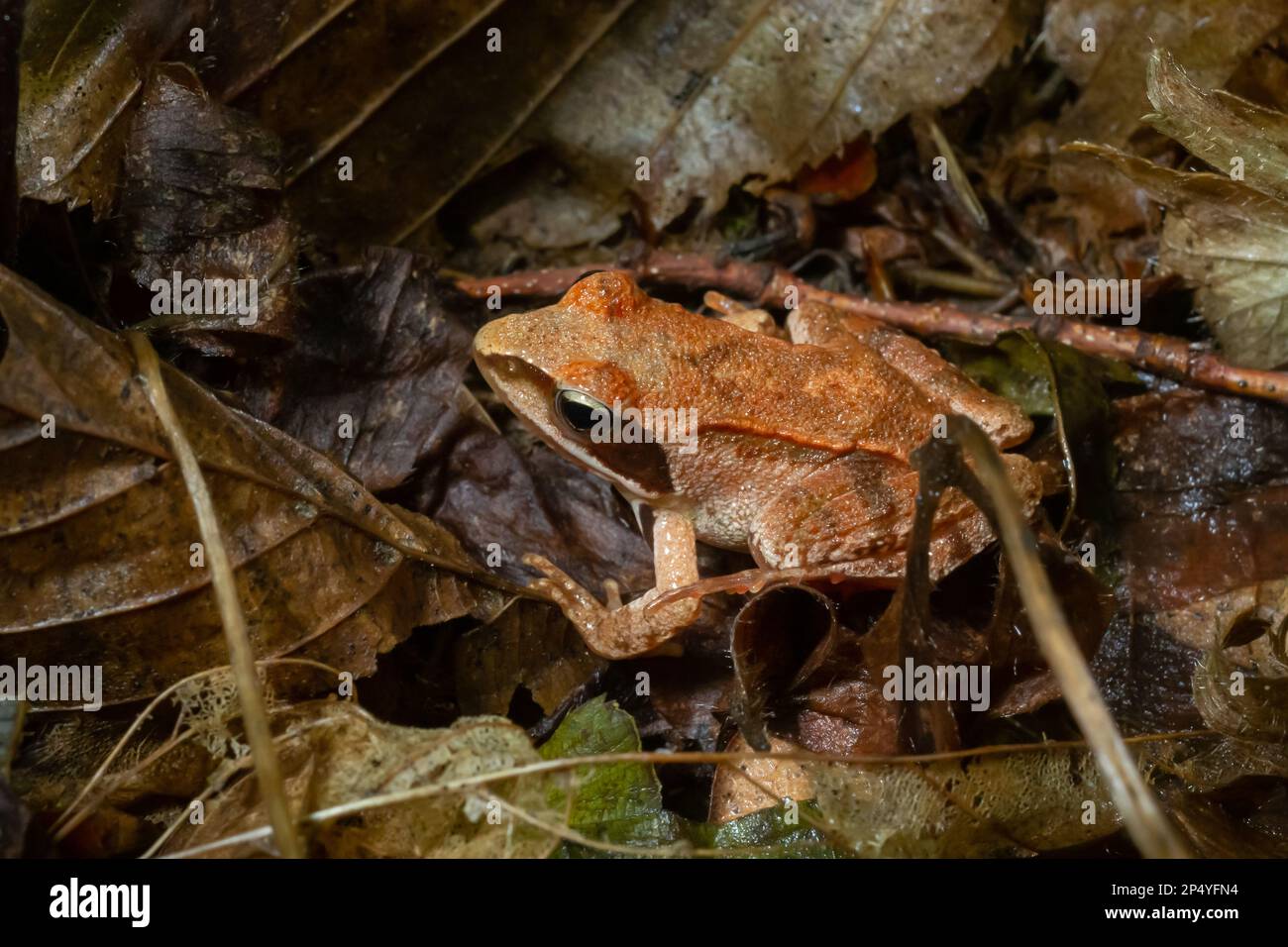 Der Waldfrosch, Lithobates sylvaticus oder Rana sylvatica. Ausgewachsene Frösche aus Holz sind in der Regel braun, braun oder rostfarben und haben in der Regel eine dunkle Augenmaske. Stockfoto