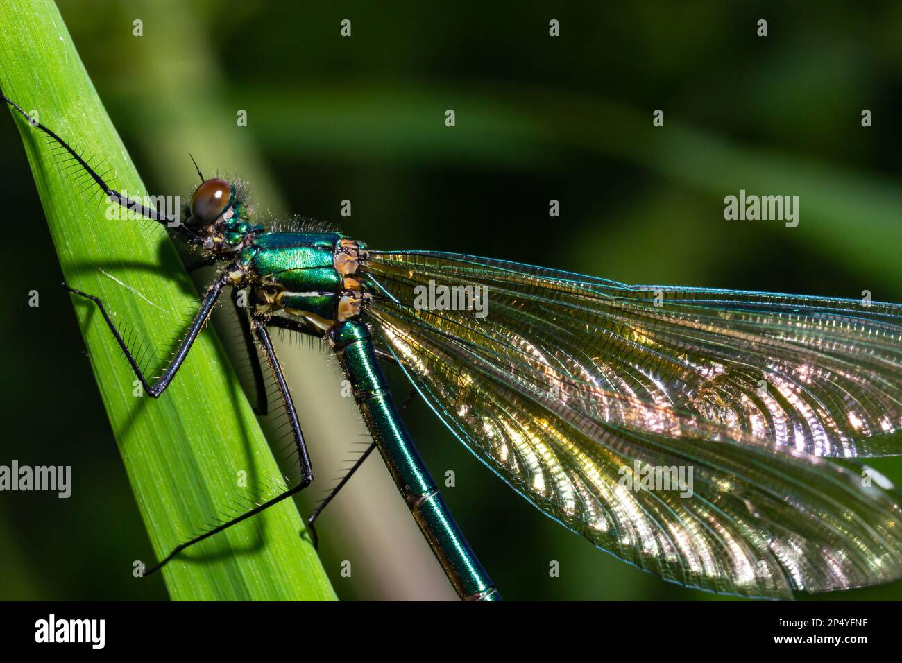 Männliche demoiselle Damselfly, Calopteryx Splendens. Atemberaubendes britisches Insektenporträt. Stockfoto