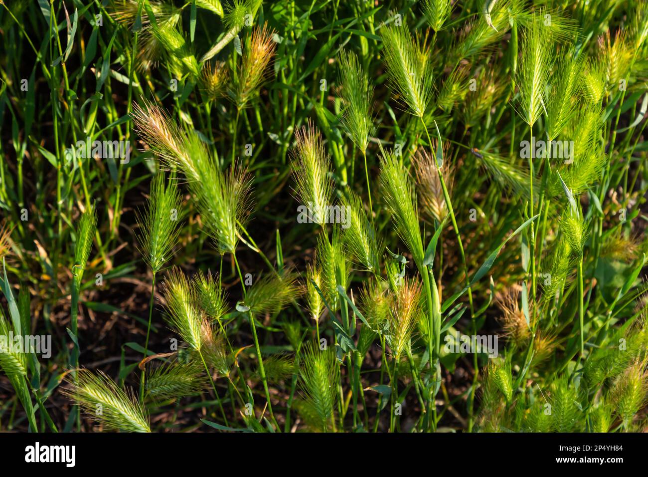 In freier Wildbahn wächst Gerste, Hordeum murinum. Stockfoto