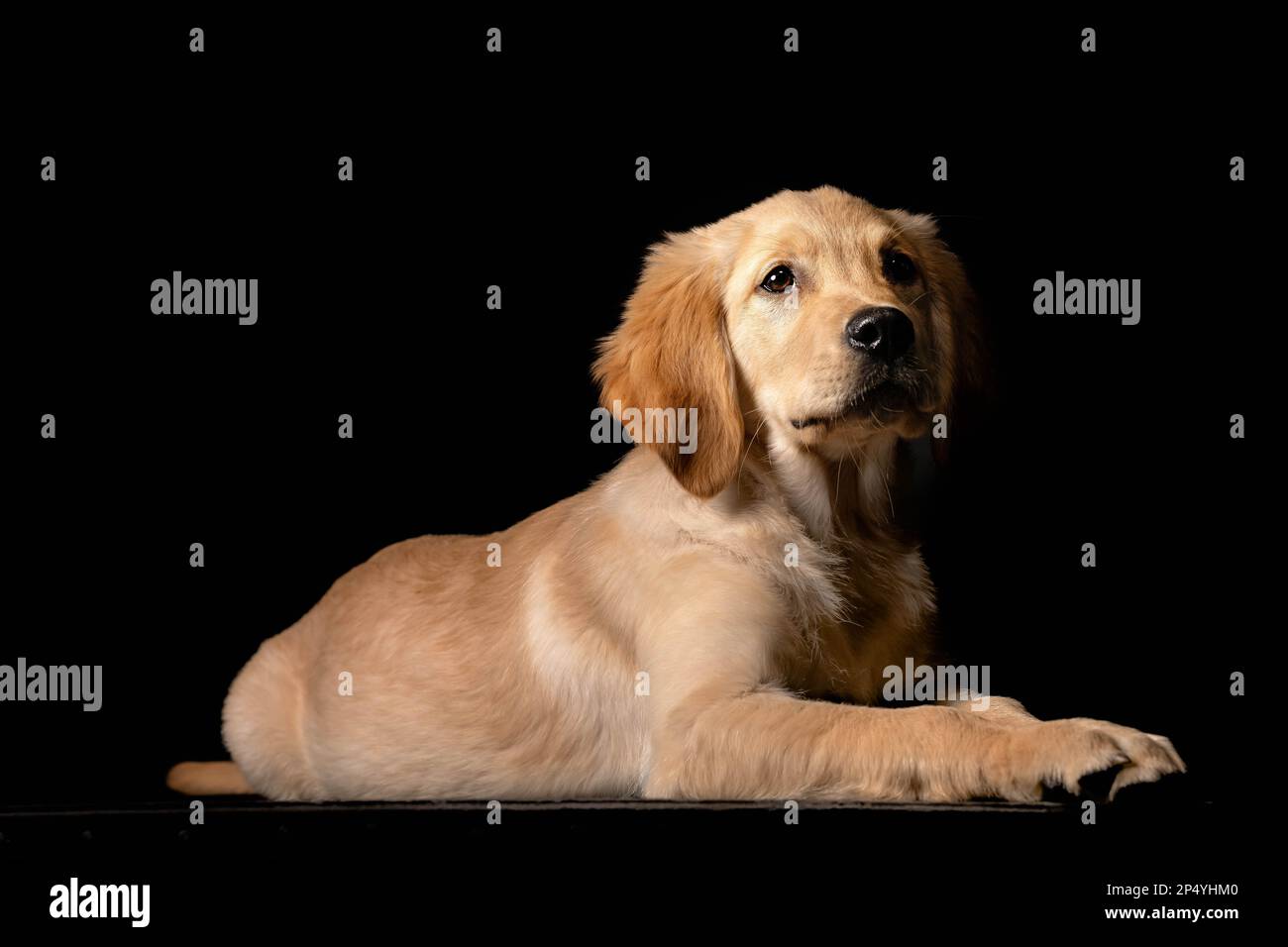 Labrador Hündchen auf schwarzem Hintergrund Stockfoto