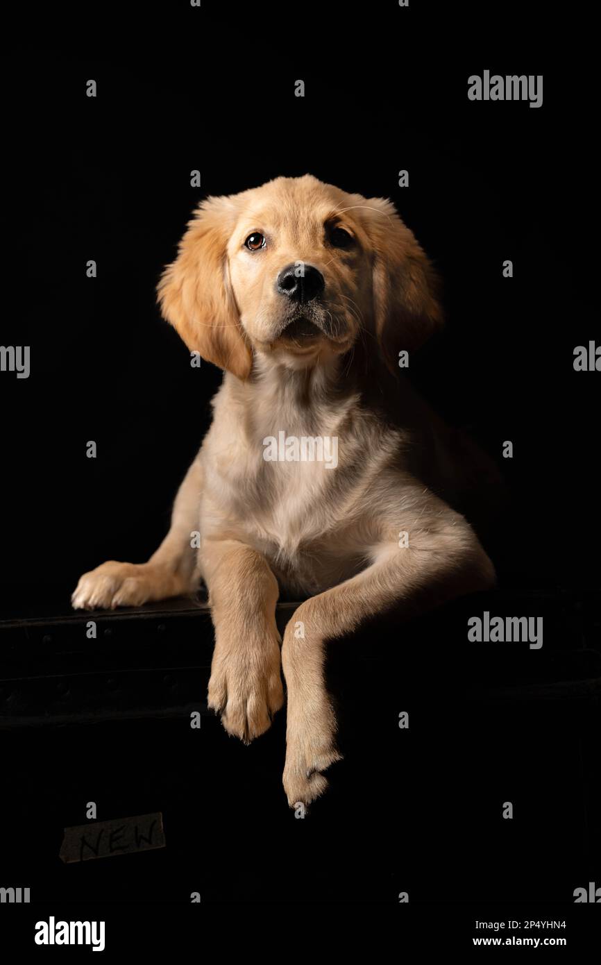 Labrador Hündchen auf schwarzem Hintergrund Stockfoto