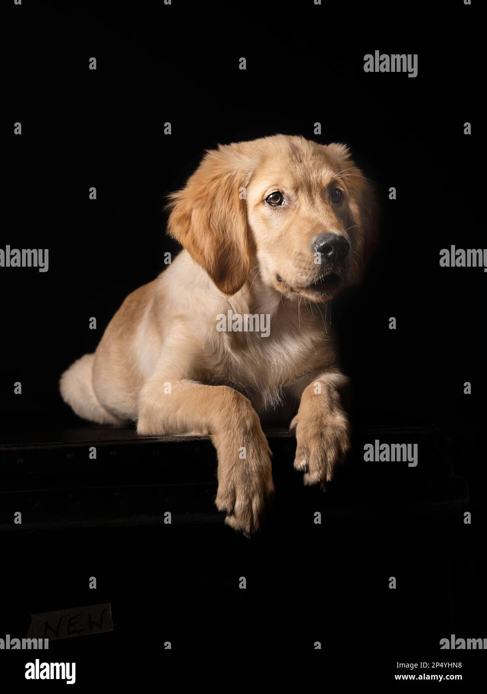 Labrador Hündchen auf schwarzem Hintergrund Stockfoto