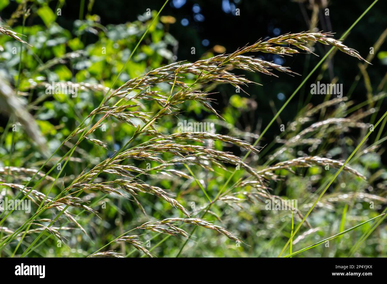 Anthoxanthum odoratum Poaceae-Stammpflanze im Frühling zur Blütezeit, selektiver Fokus. Stockfoto