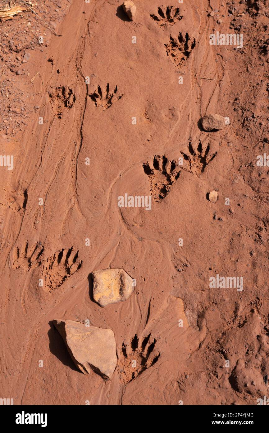 Waschbärabdrücke in rotem Tonschlamm in Sedona, Arizona. Stockfoto