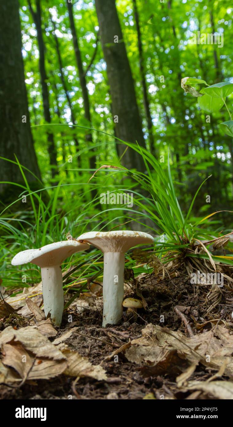 Lactarius piperatus oder pfeffrige Milchkappe, weit verbreitete und beliebte essbare Pilze, bekannt für ihre pfeffrige, weiße Milch. Stockfoto