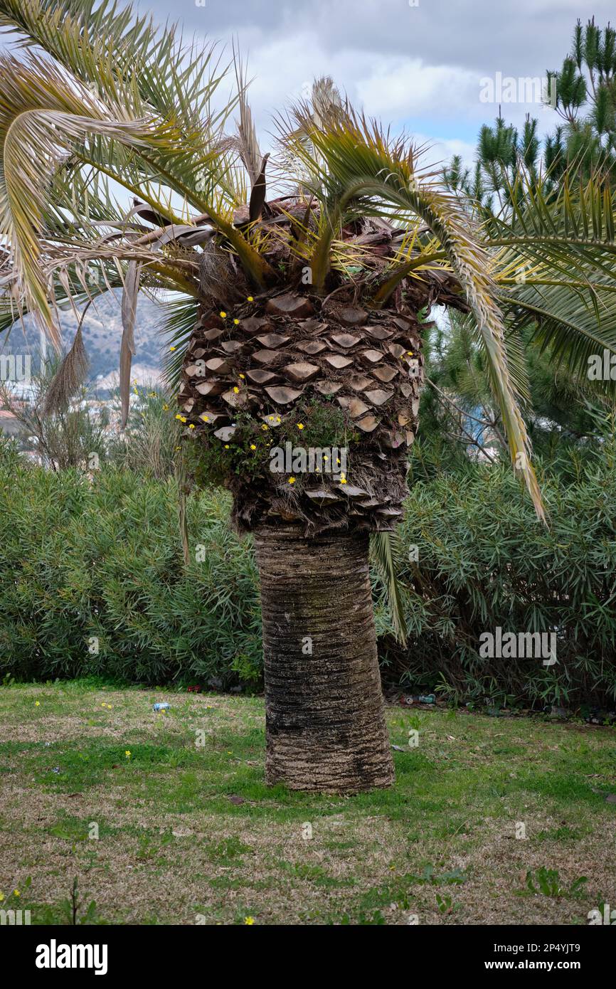 Phönix canariensis-Palmenbaum mit Rotpalmenwuchsbefall (Rhynchophorus ferrugineus). Provinz Málaga, Spanien. Stockfoto