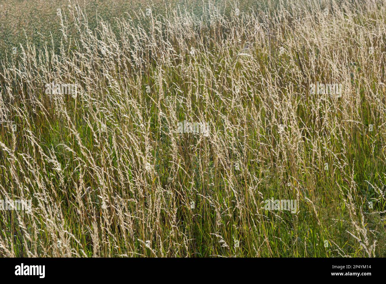 Anthoxanthum odoratum Poaceae-Stammpflanze im Frühling zur Blütezeit, selektiver Fokus. Stockfoto