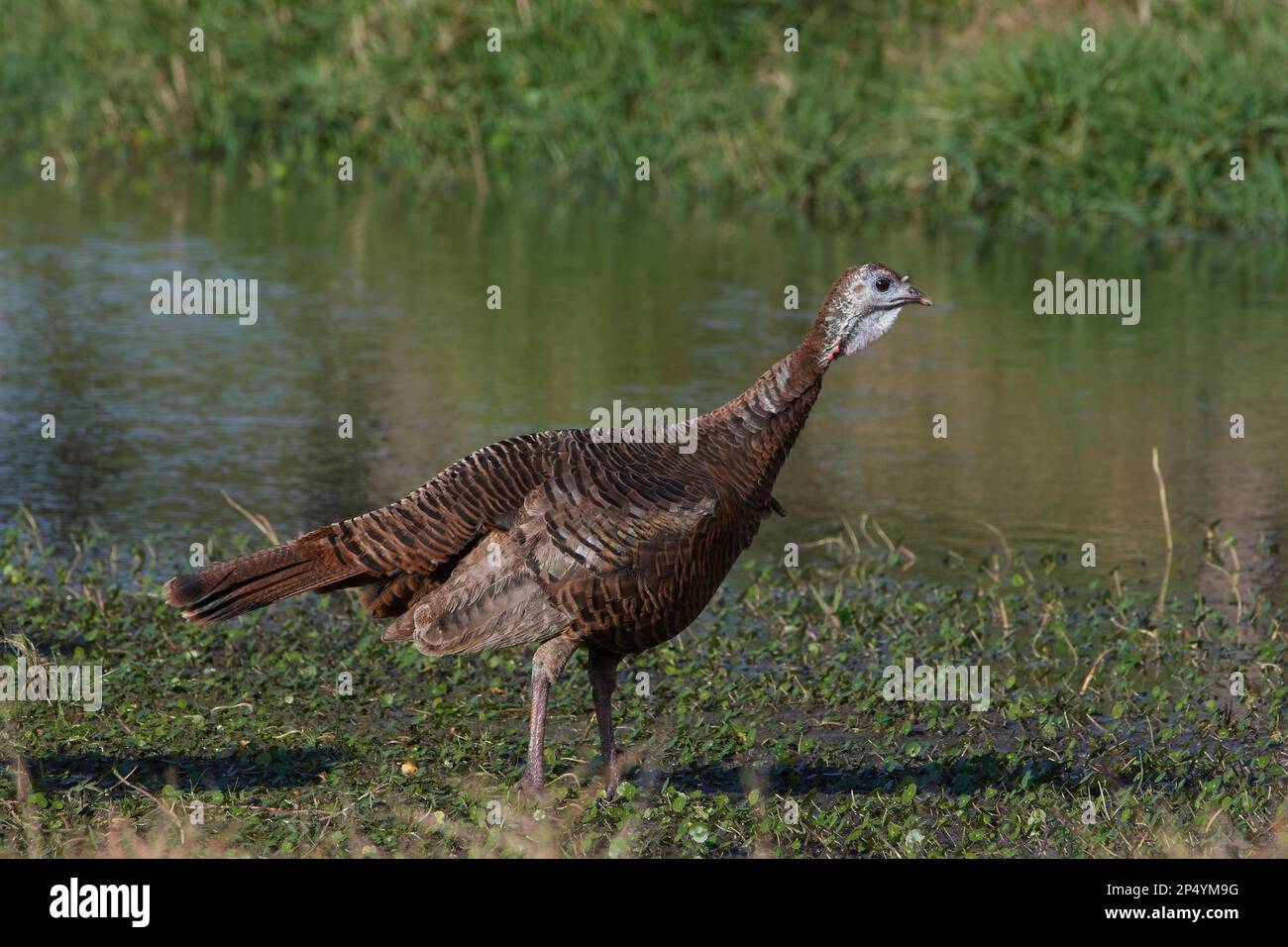 Östliches Truthuhn, östliche wilde türkei, Meleagris gallopavo silvestris, Florida, USA Stockfoto