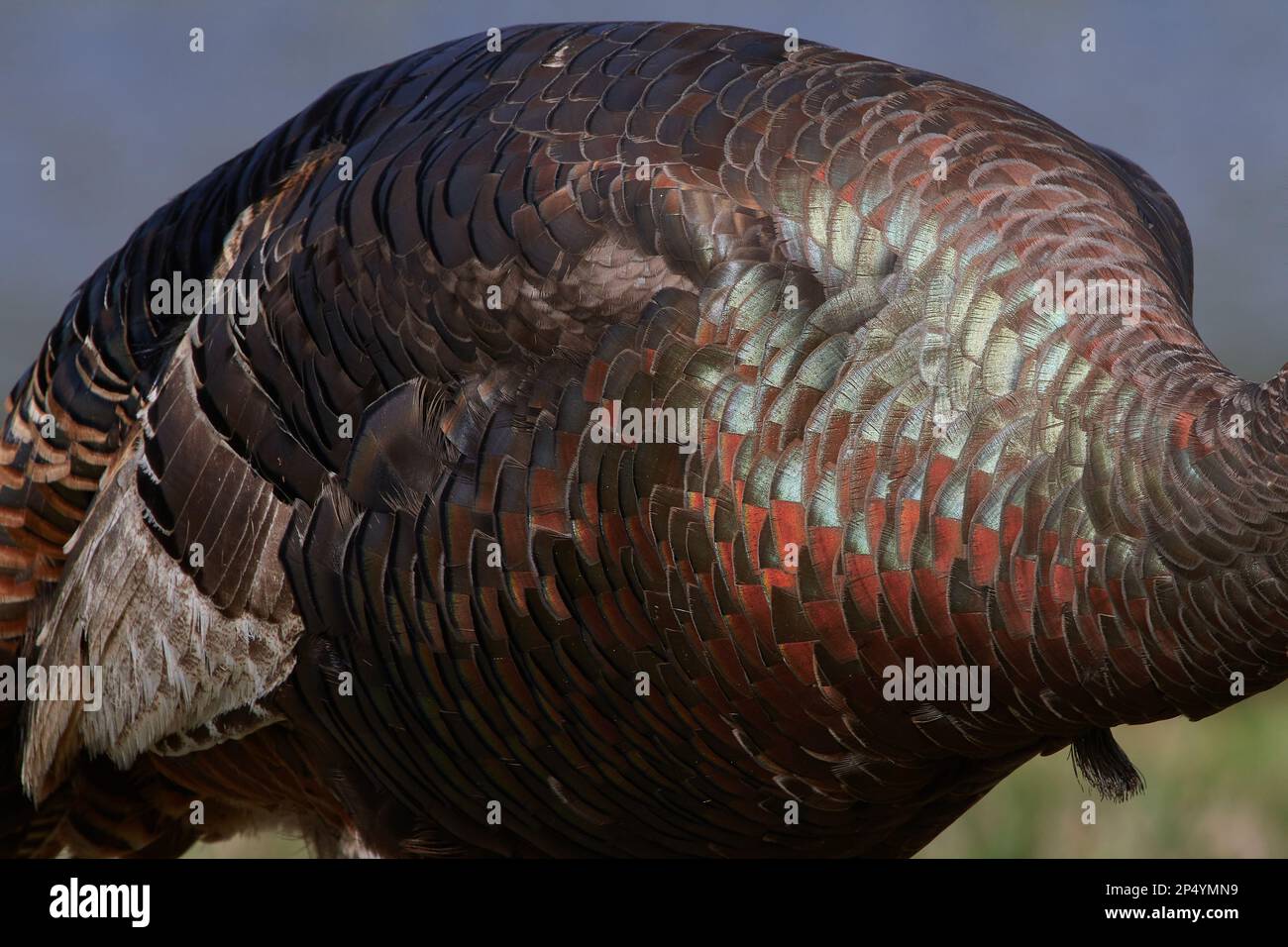 Östliches Truthuhn, östliche wilde türkei, Meleagris gallopavo silvestris, Florida, USA Stockfoto