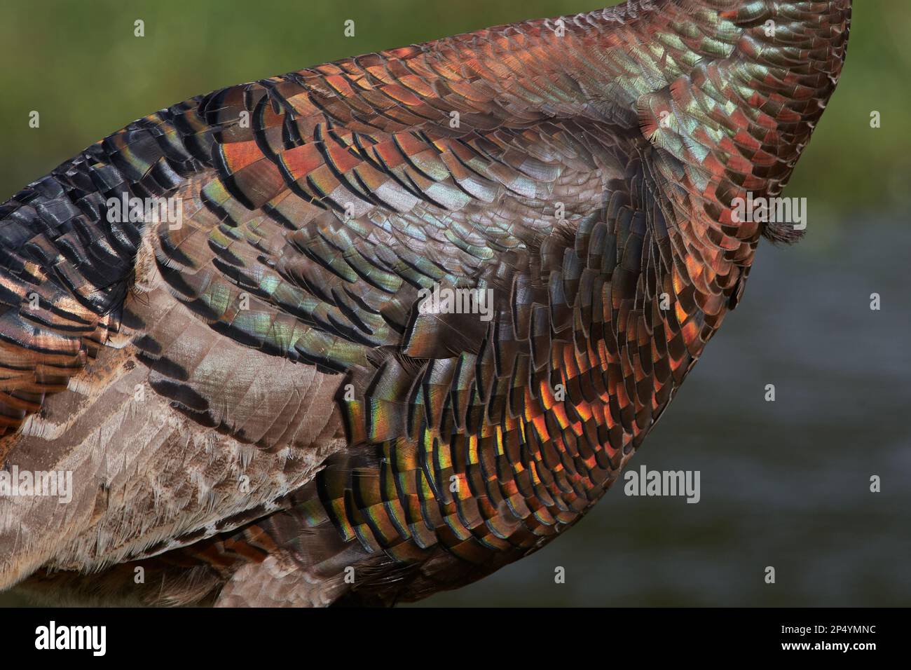 Östliches Truthuhn, östliche wilde türkei, Meleagris gallopavo silvestris, Florida, USA Stockfoto