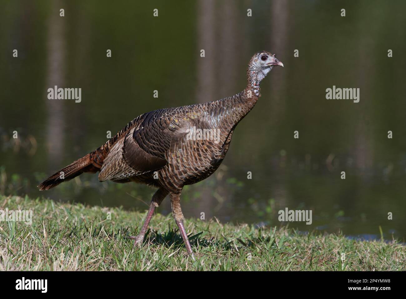 Östliches Truthuhn, östliche wilde türkei, Meleagris gallopavo silvestris, Florida, USA Stockfoto