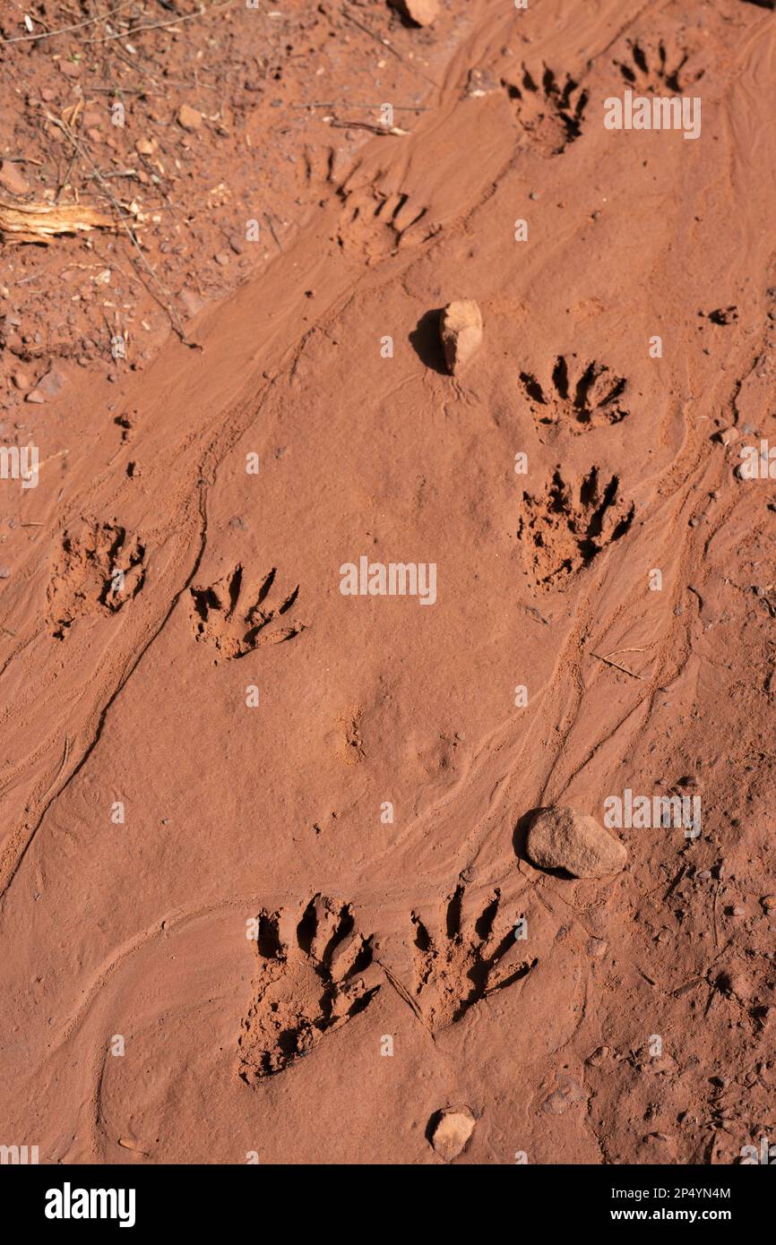 Waschbärabdrücke in rotem Tonschlamm in Sedona, Arizona. Stockfoto