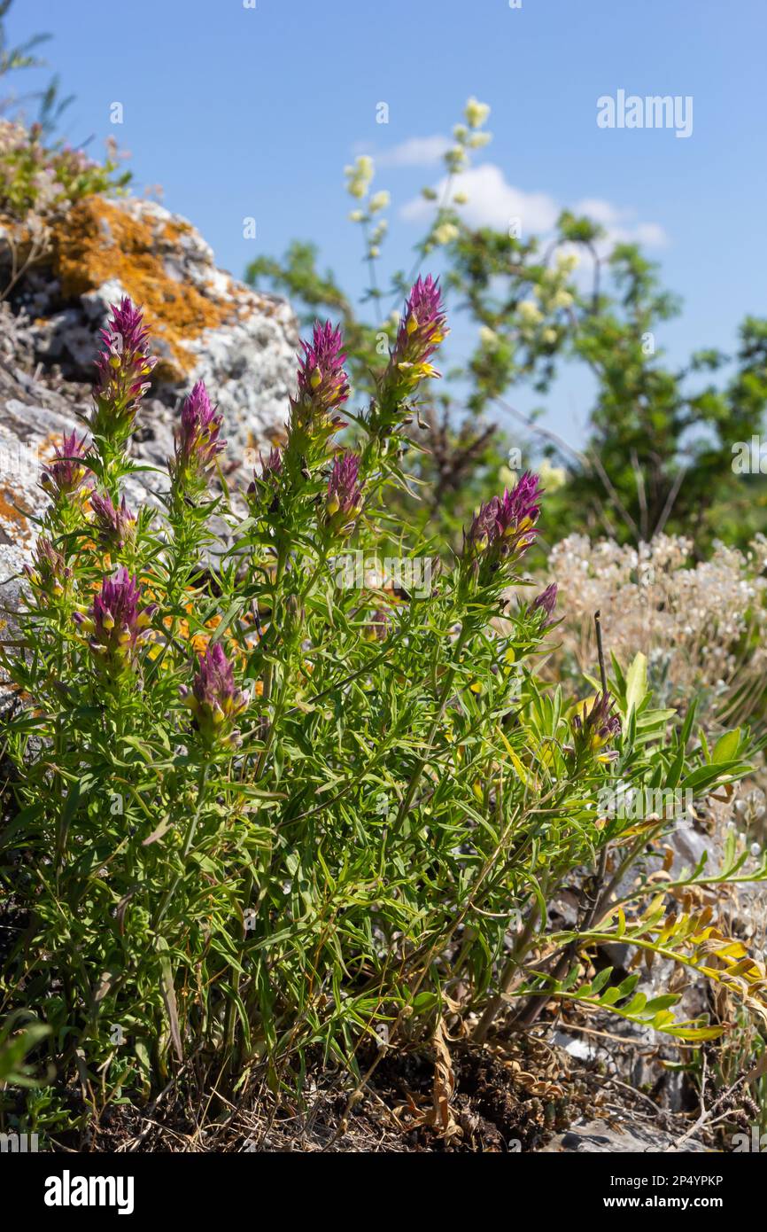 Blühender Kuhweizen. Melampyrum arvense. Wunderschöne Wildblumen bei Sonnenuntergang im Juni. Stockfoto
