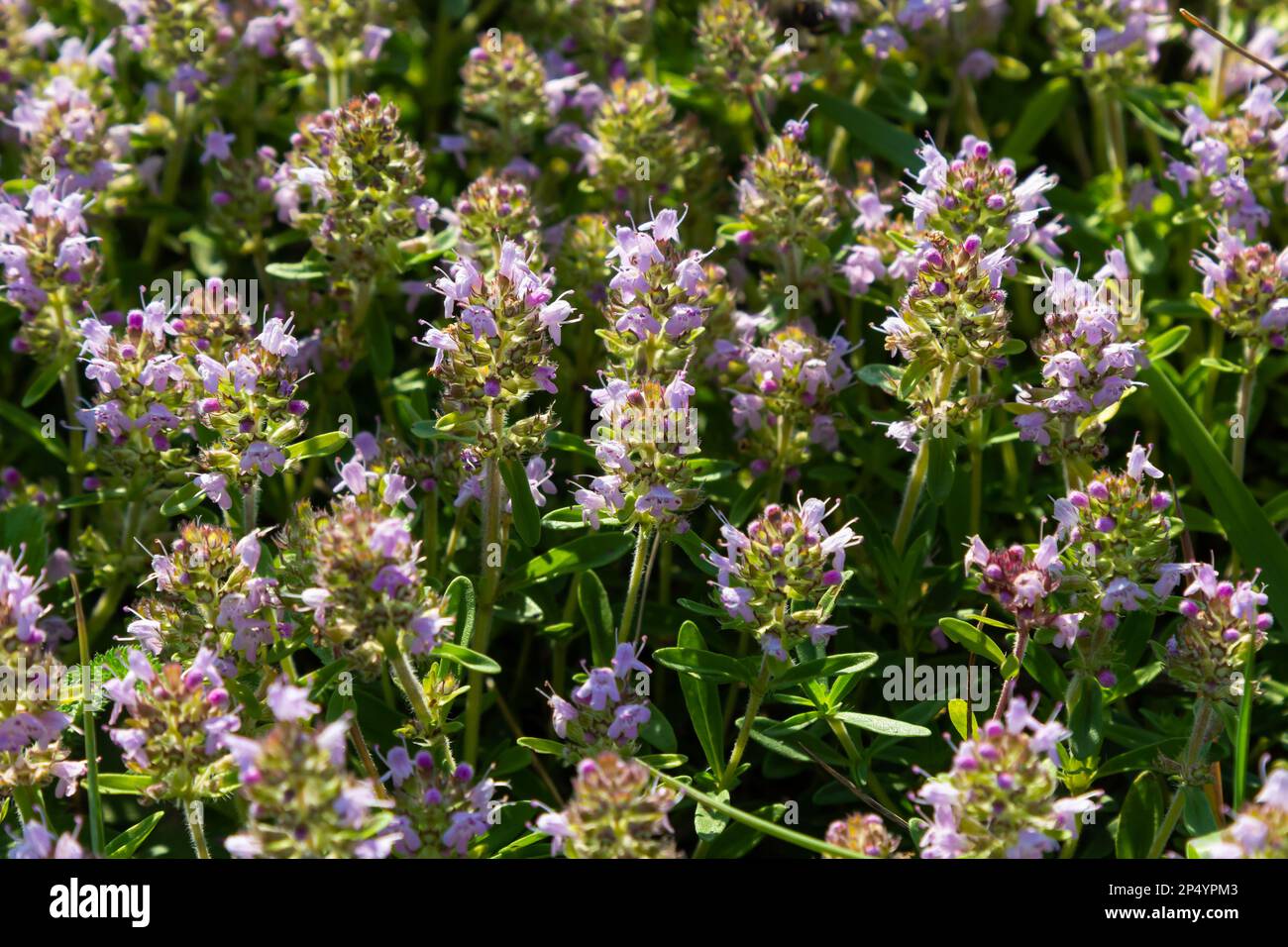 Frischer, blühender rosa Thymian in grünem Gras. Wilde Thymus-Serpyllum-Pflanzen auf dem Feld. Breckland wilde Thymian-Purpurblüten auf der Sommerwiese. Stockfoto