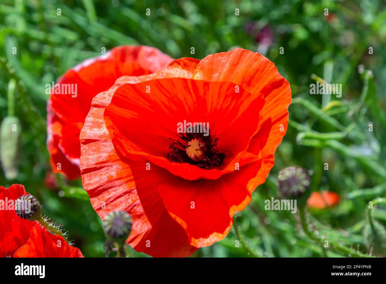 Gebräuchliche Namen für Papaver Rhoeas sind Maismohn, Maisrosen, Ackerland, Flandern, Rotmohn oder Gemeine Mohnblume. Stockfoto