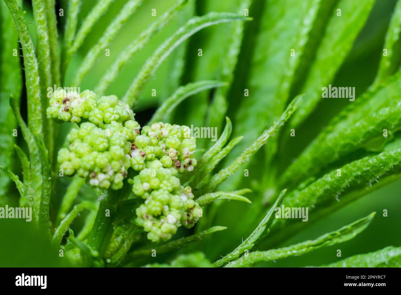 In der Wildnis blüht der krautige Sambucus ebulus im Sommer. Stockfoto