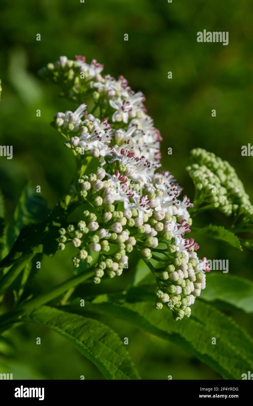 In der Wildnis blüht der krautige Sambucus ebulus im Sommer. Stockfoto