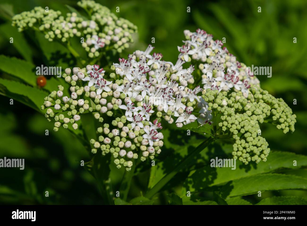 In der Wildnis blüht der krautige Sambucus ebulus im Sommer. Stockfoto