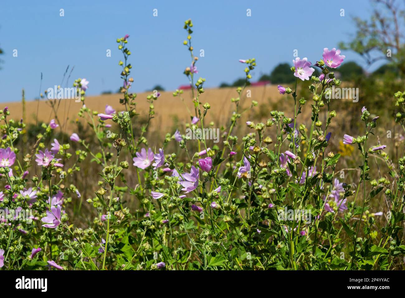 Malva thuringiaca Lavatera thuringiaca, der Gartenbaumallow, ist eine Art Blütenpflanze in der Mallow-Familie Malvaceae. Stockfoto