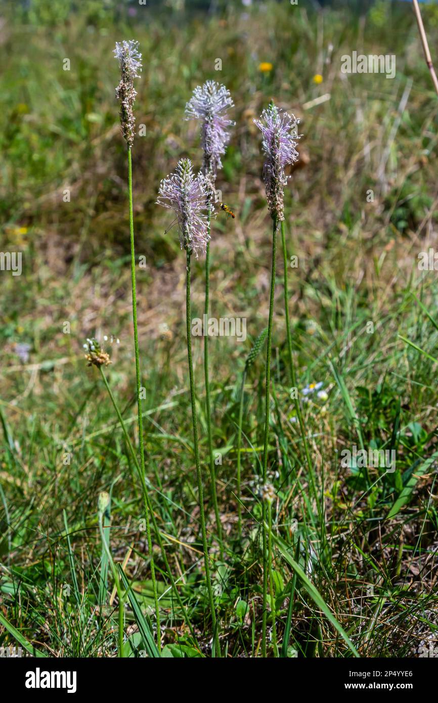 Hoary Plantain - Plantago Media Offene und geschlossene Blumenspitzen. Stockfoto