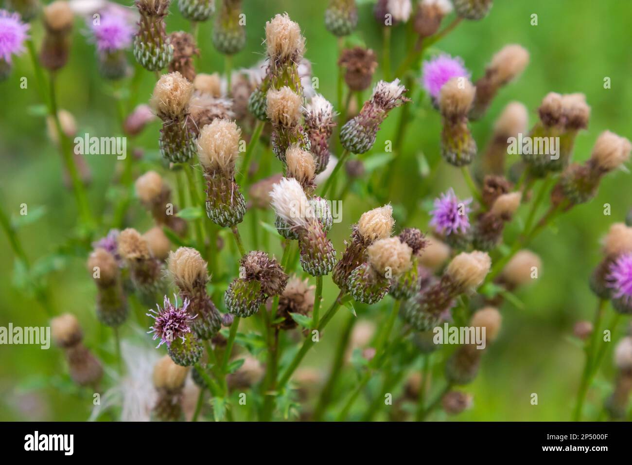 Blühende schleichende Distel Cirsium arvense, auch Kanadische Distel oder Felddistel. Die schleichende Distel gilt in vielen Ländern als schädliches Gras. Stockfoto