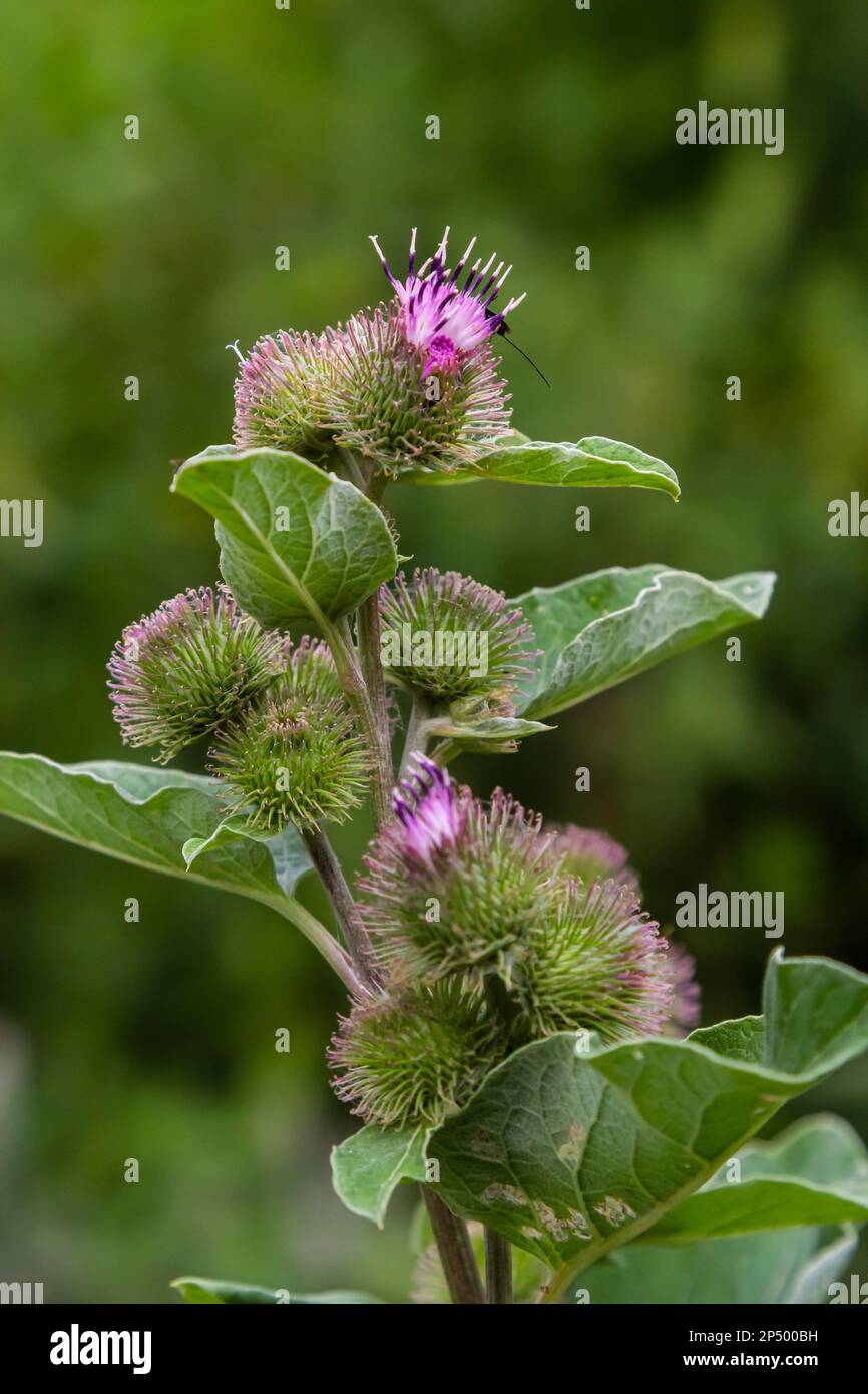 Arctium tomentosum, gemeinhin als Wollklette oder Klette bekannt, ist eine Art Klette, die zur Familie Asteraceae gehört. Stockfoto